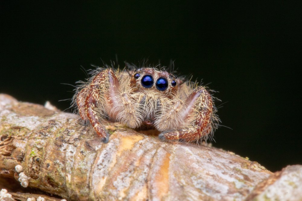 Jumping spider
