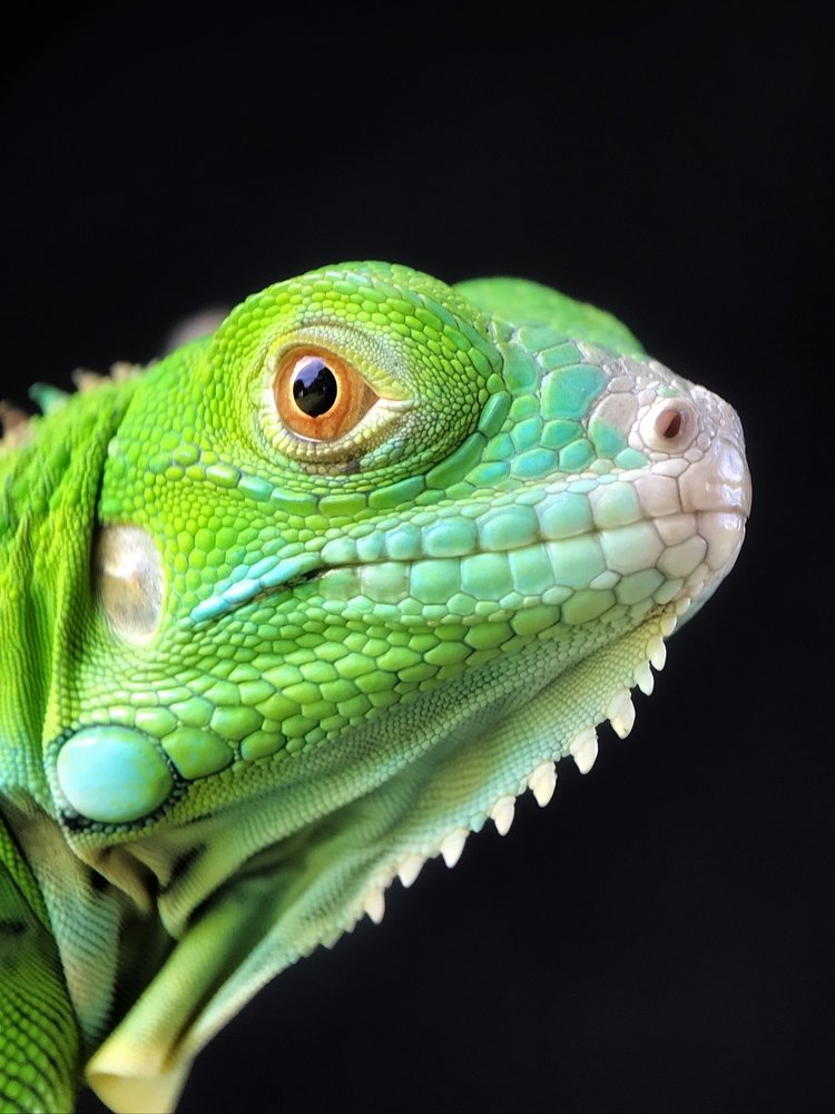 Iguana