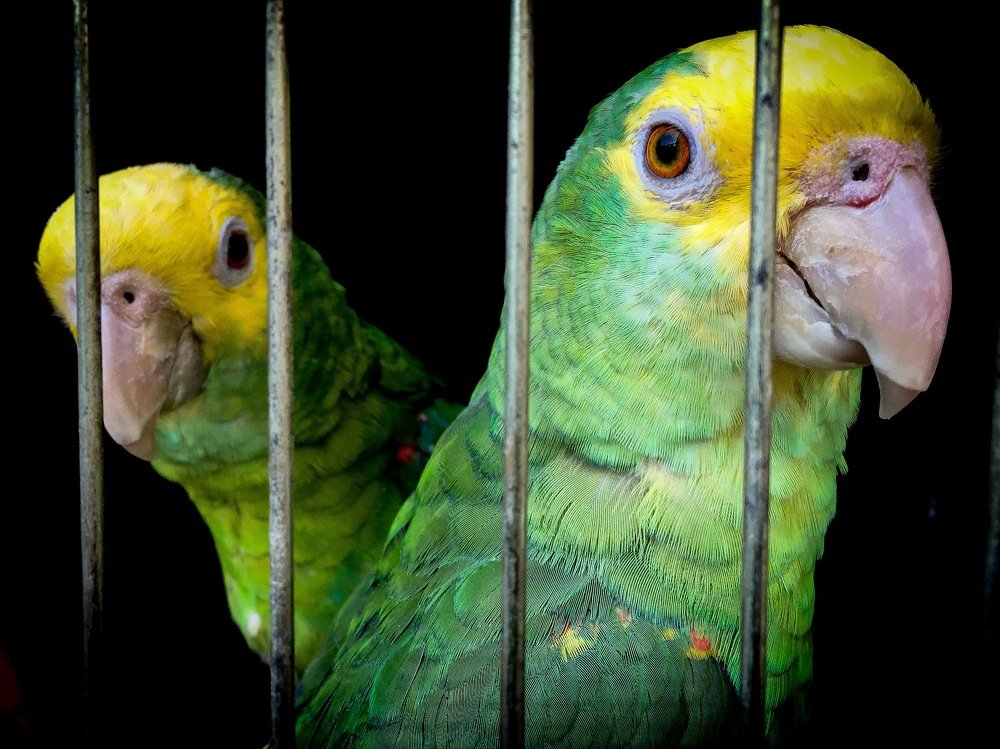Parrots