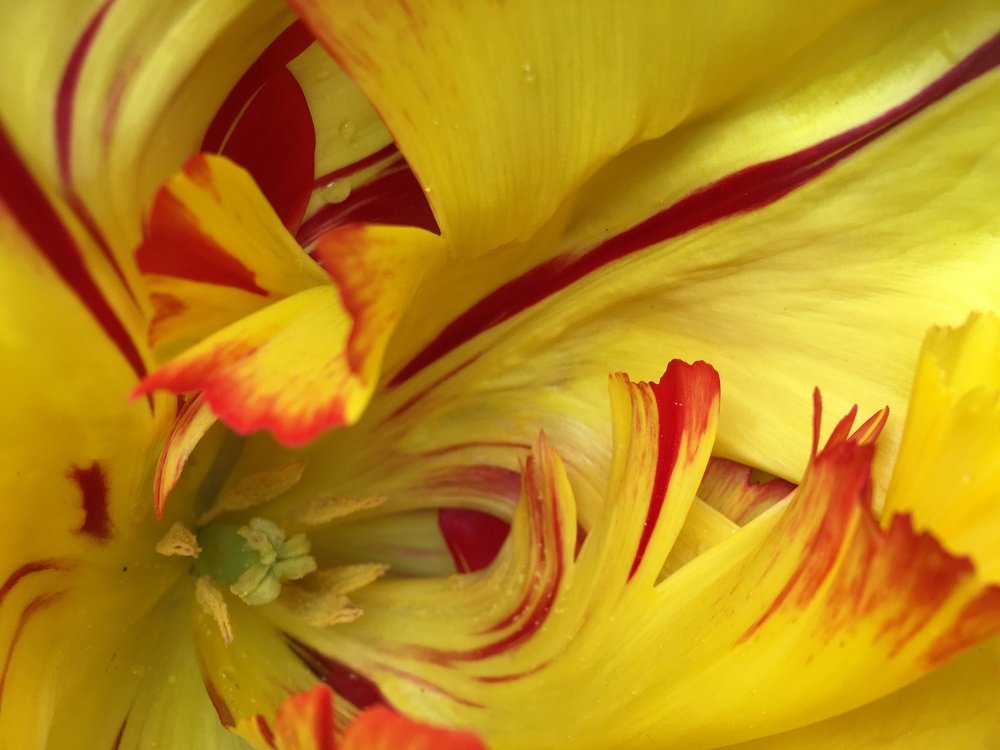 Пестики тычинки