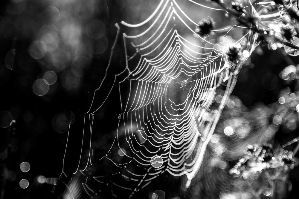 Люминесцентная паютина