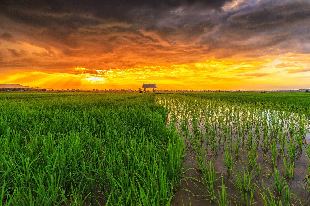 Sunset at the Rice Field