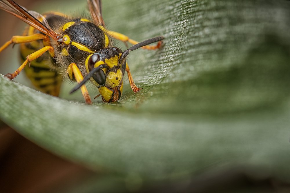 Wasp in leaf
