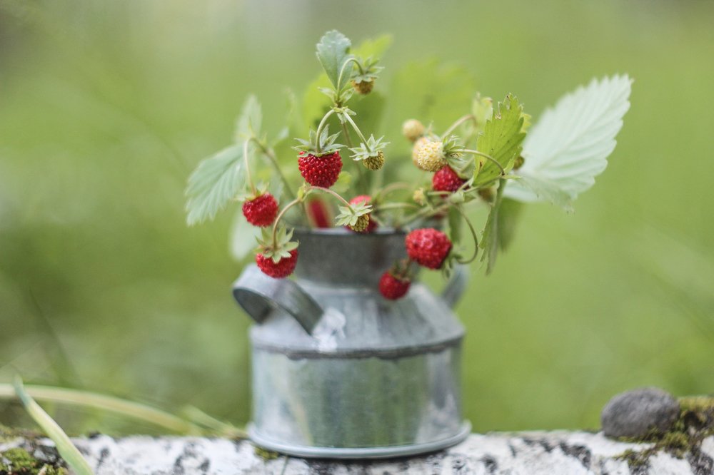 Photograph by Татьяна Шустрова