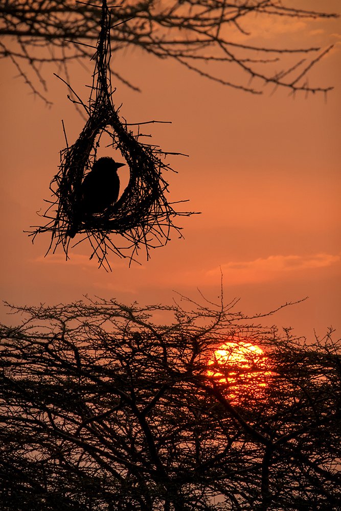 The sunset from nest