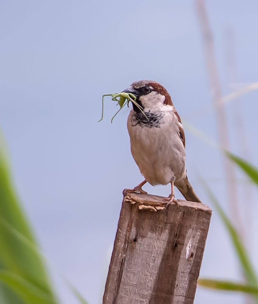 bird at eating