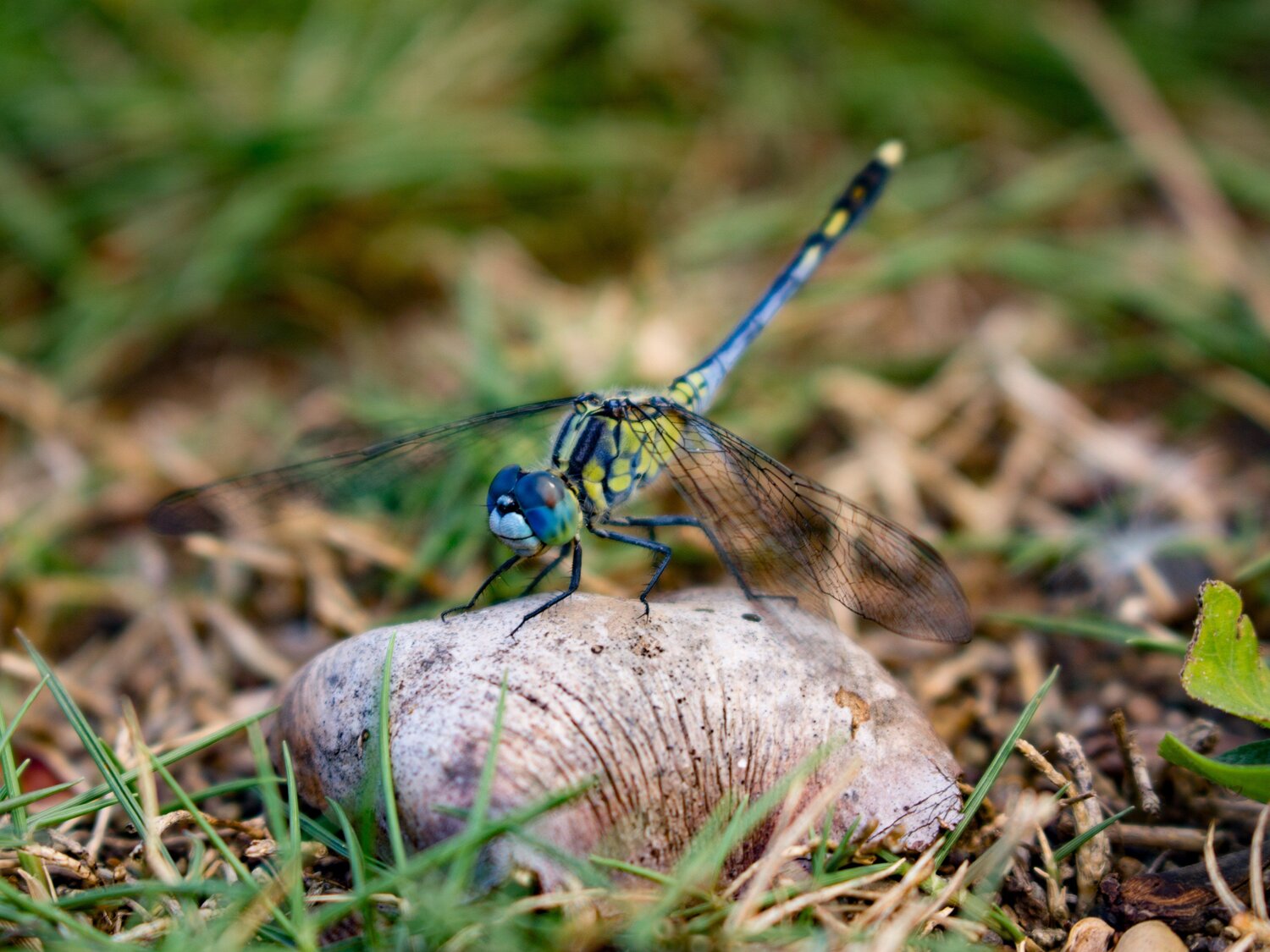 Chasing dragonflies
