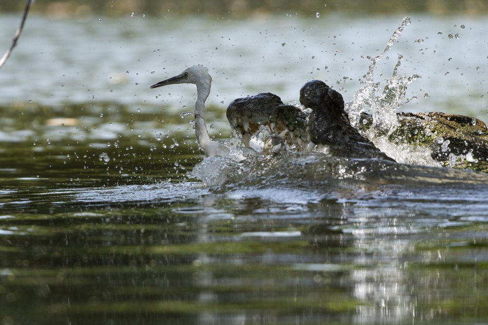 The unfortunate egret