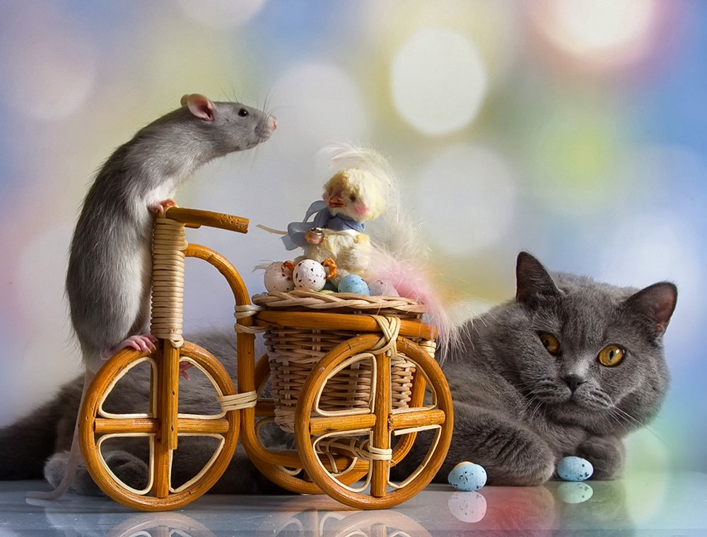 Кошки-Мышки