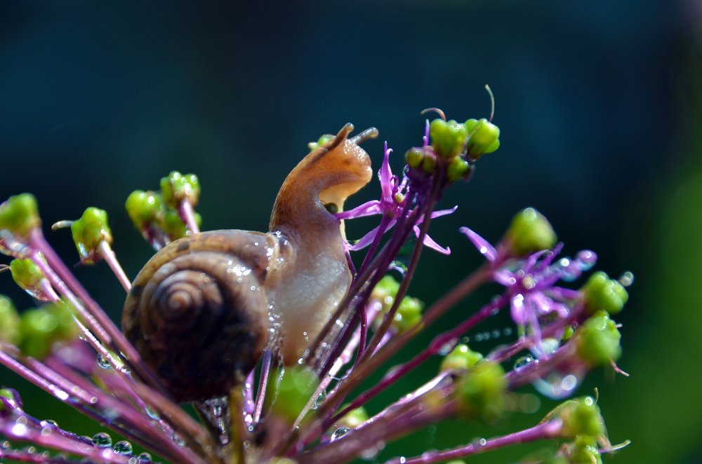 улыбка утренней радости