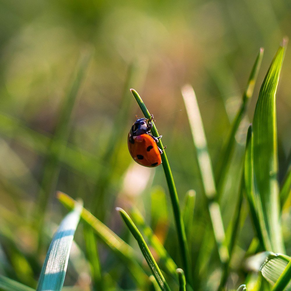 Ladybug