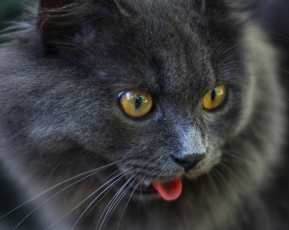 Photograph by  VISHNU AV