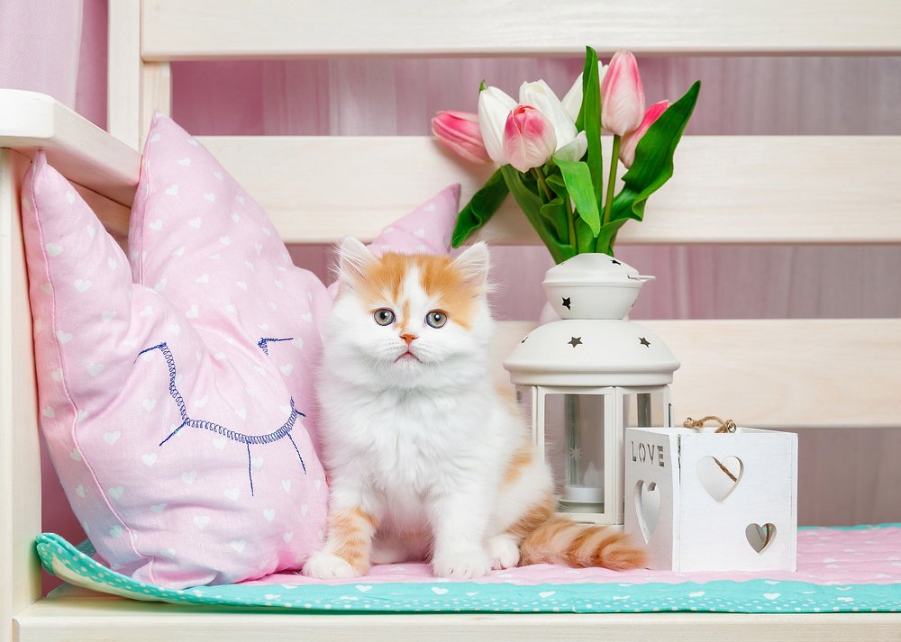 Пушистая милота