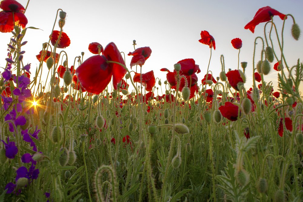 Photograph by Rouslan Chernyshev