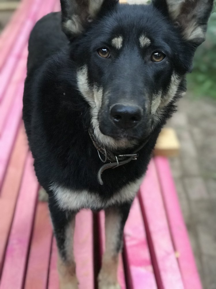 Чёрное на розовом