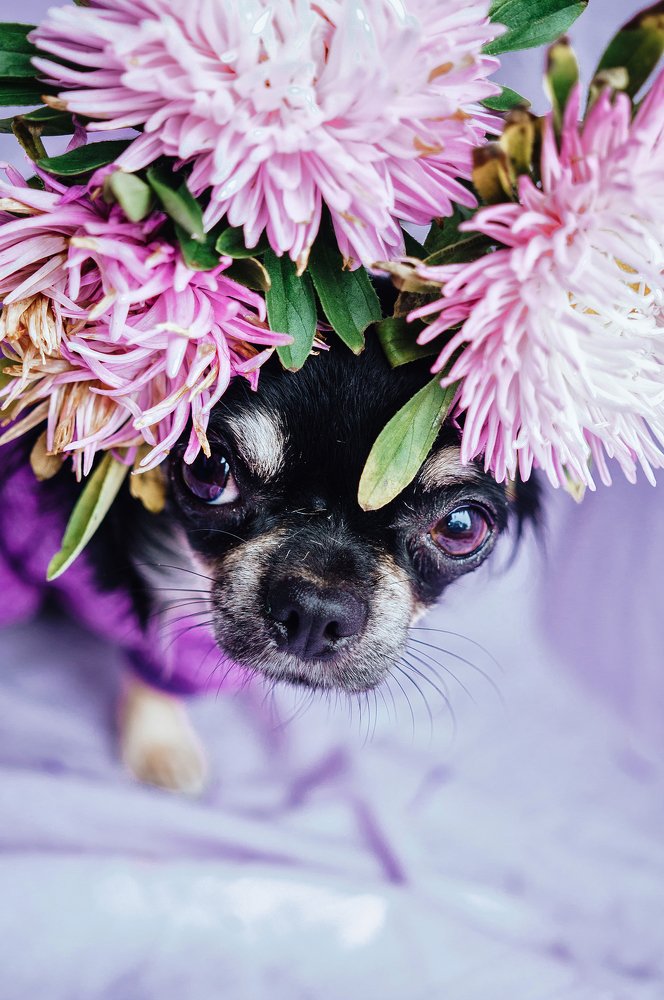 В фиолетом цвете