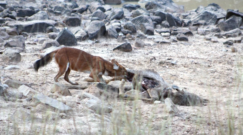 Wild Dog on Sambhar Deer Kill