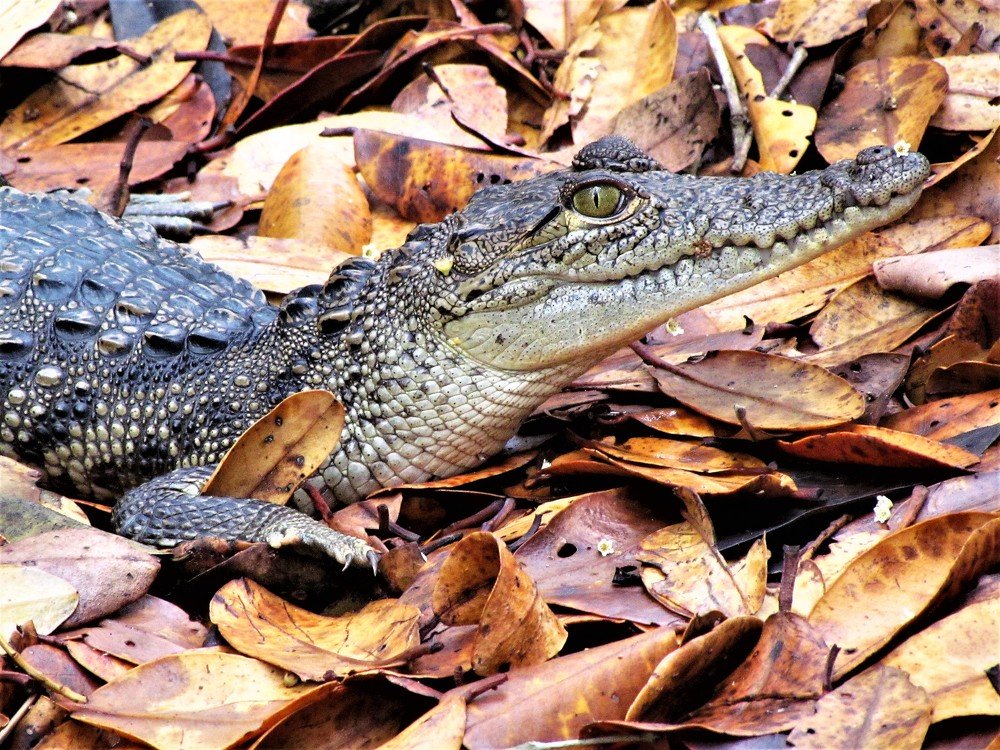 A handsome Alligator
