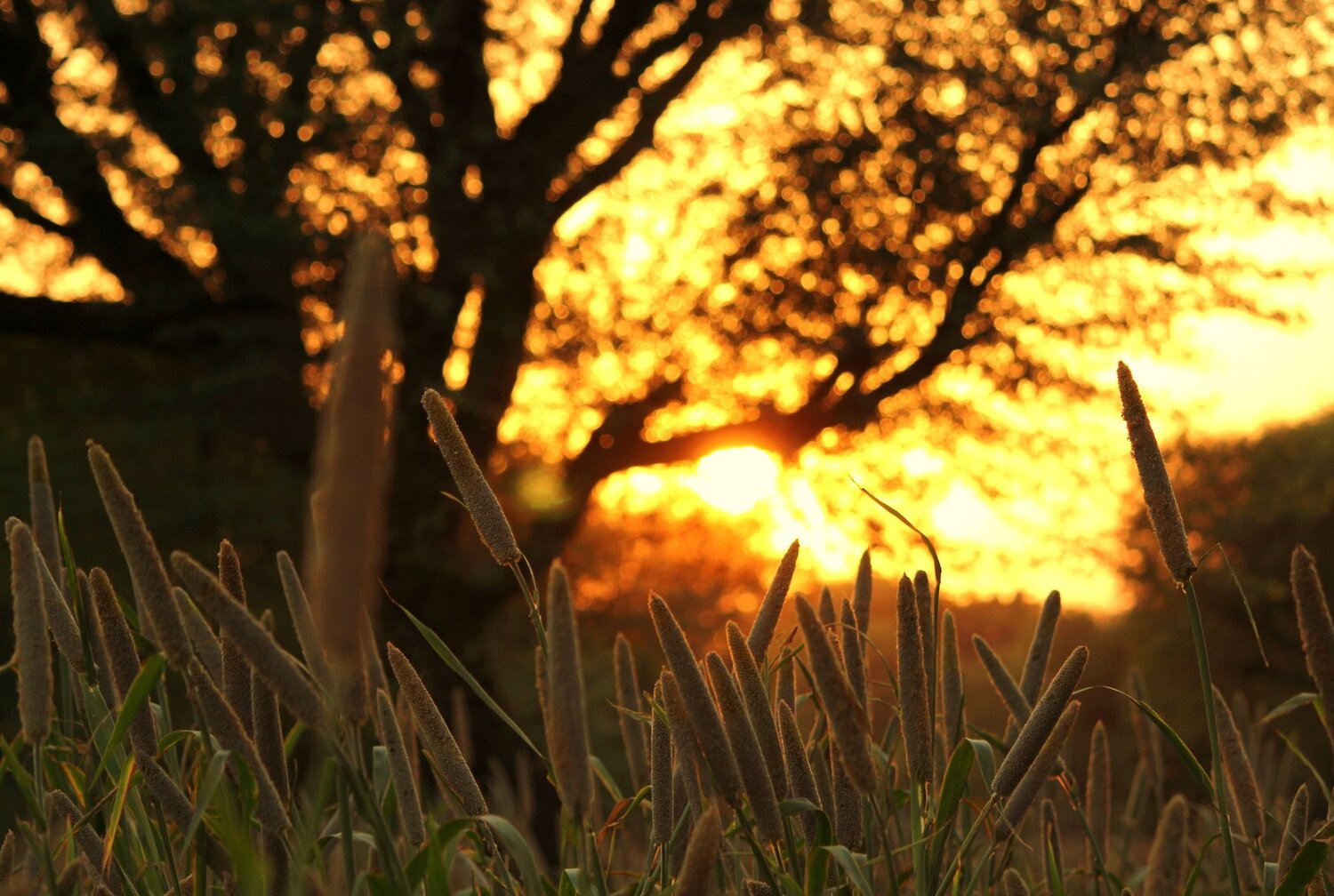 watching sunset