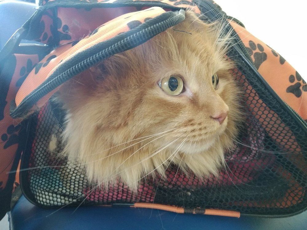 Взгляд из переноски........