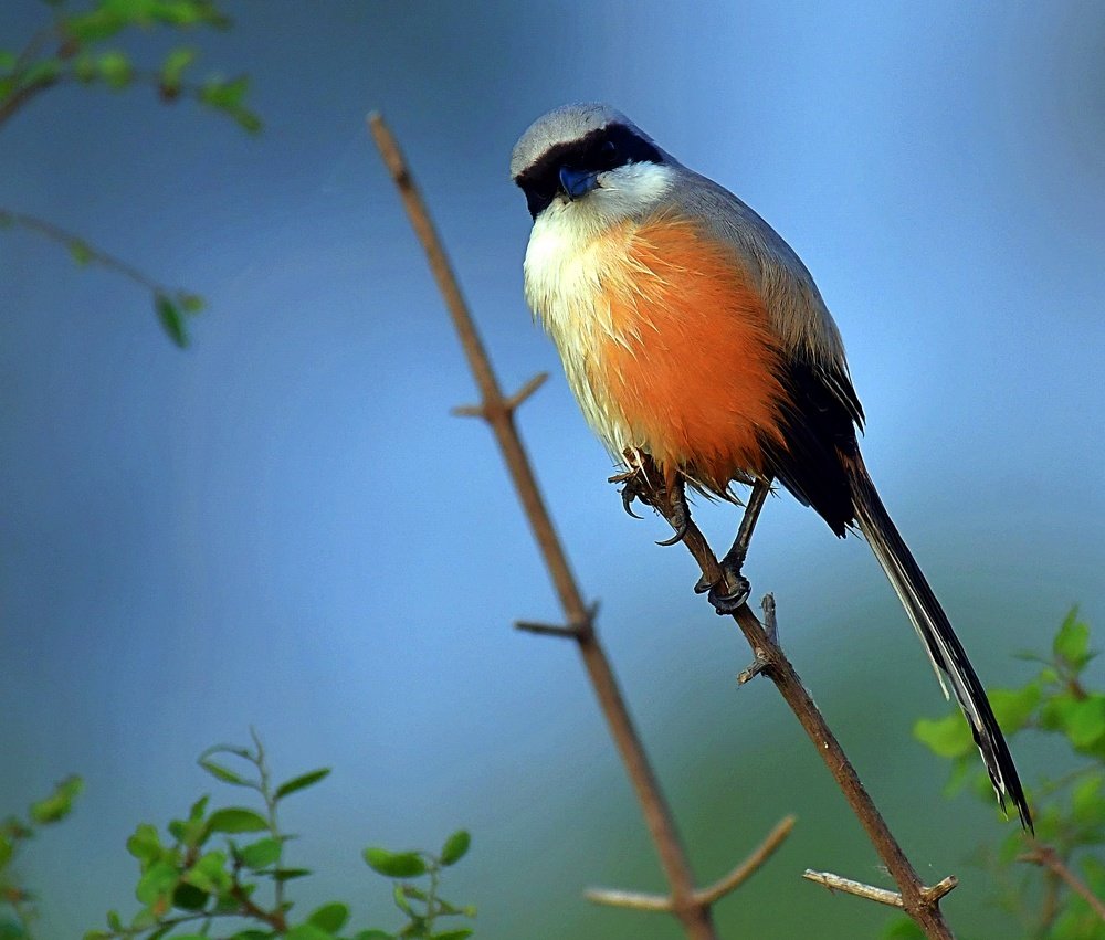 Bird - Long Tail Shrike
