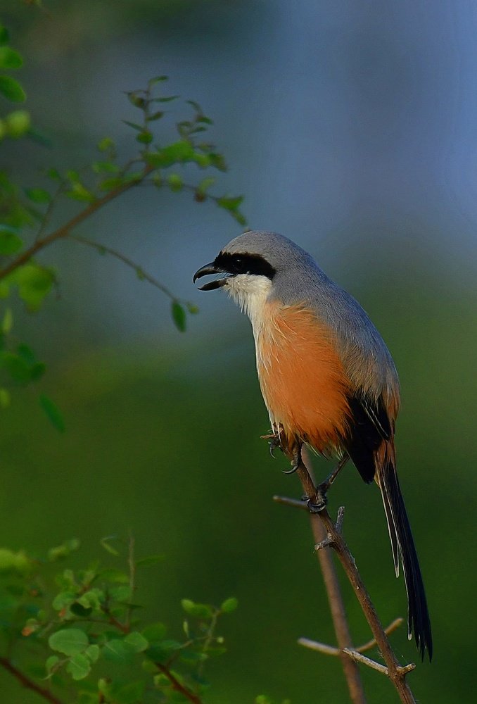 Bird - Long Tail Shrike