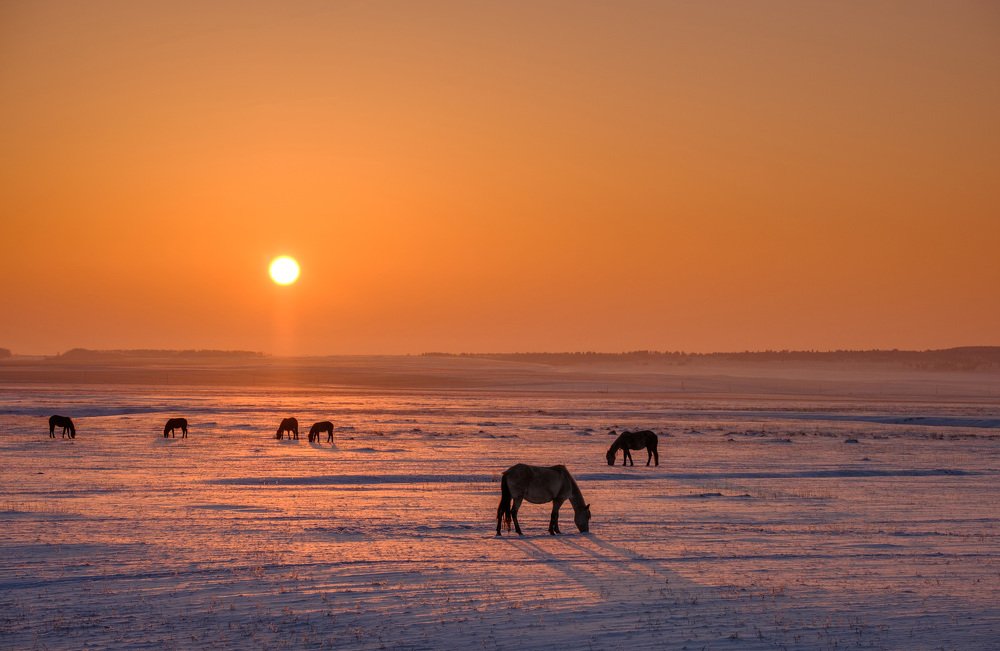 Лошади в зимнем закате