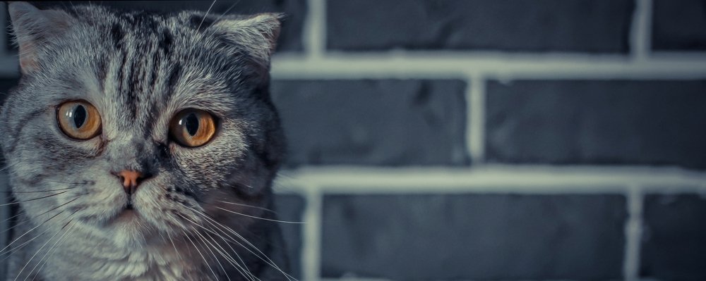 Взгляд кошки