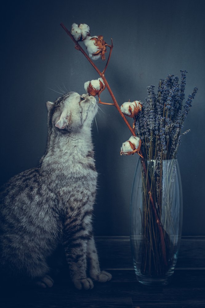 Кошка, ветка хлопка и букет лаванды