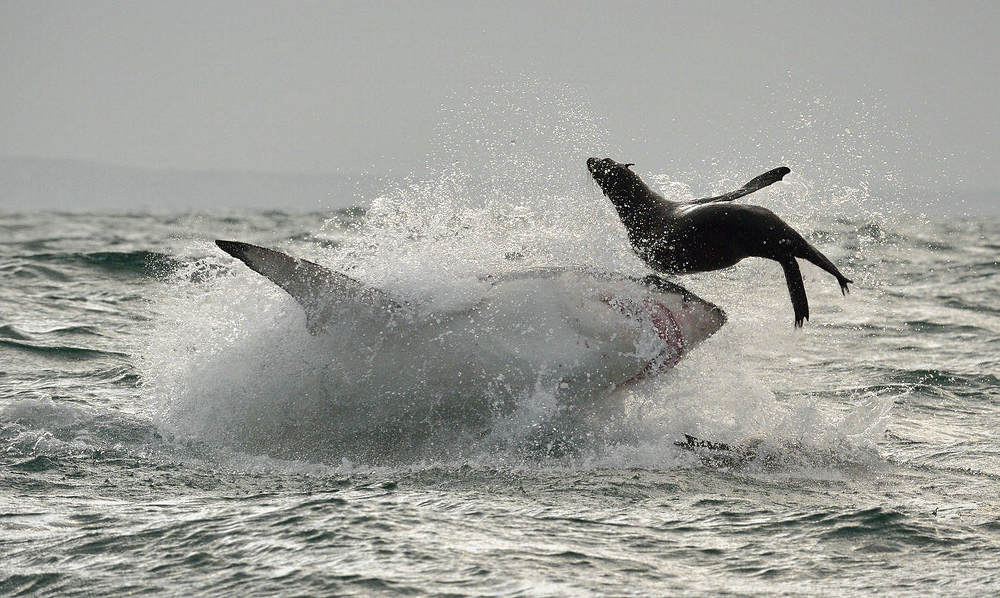 Охота белой