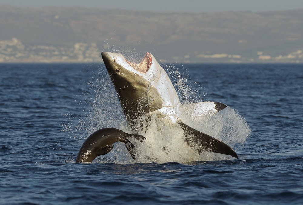 Смертельное преследование