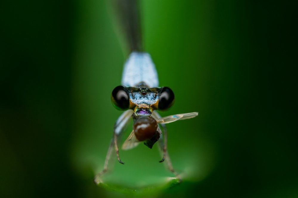 Photograph by achmad kamal kamal