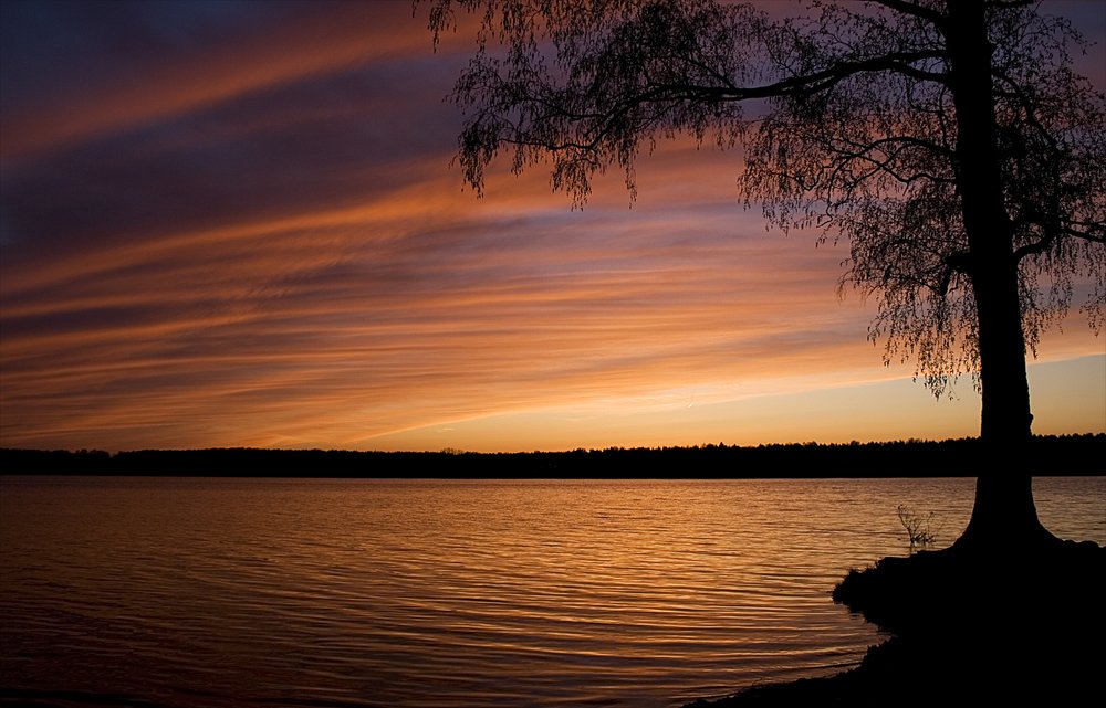 Дерево на закате