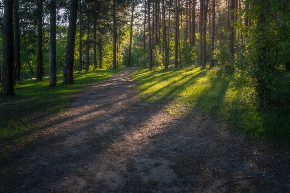 Рассвет в сосновом лесу