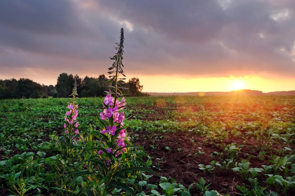 Photograph by Anna Saltykowa