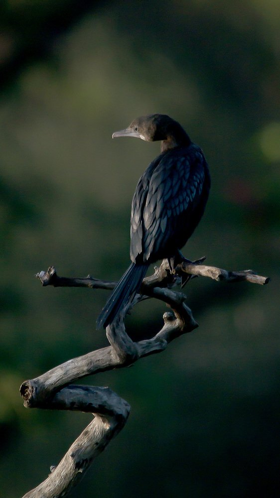 WAITING FOR THE SUN TO ARRIVE