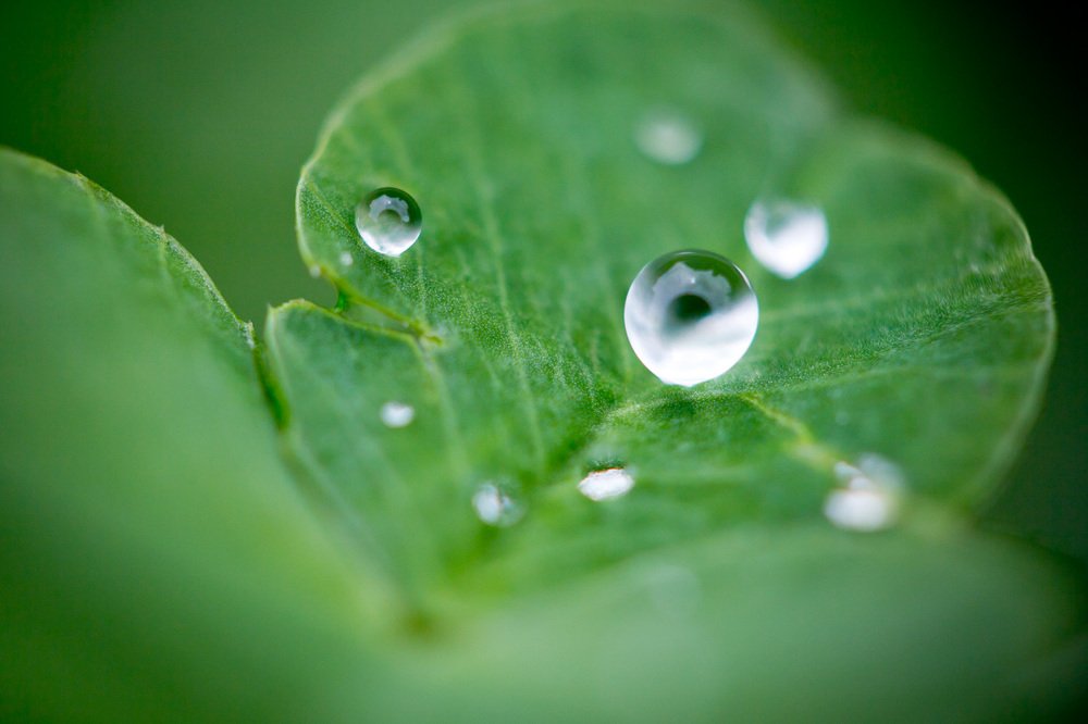 Капля и клевер