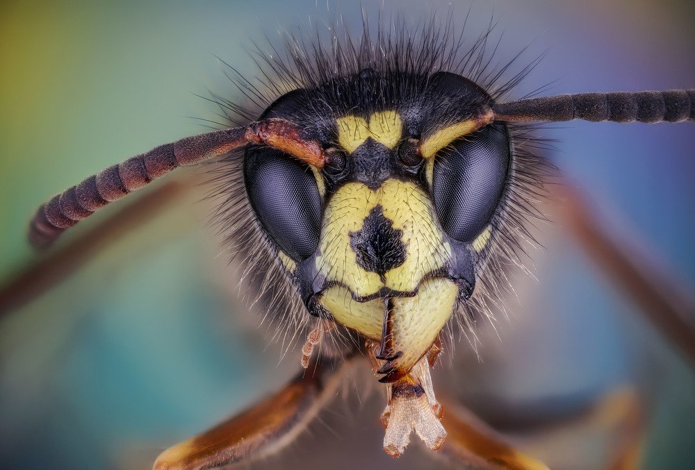 макро портрет "Оса"