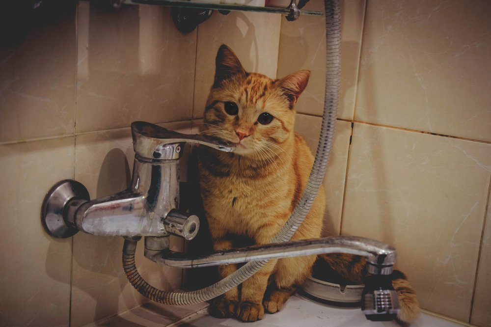 Рыжик хочет купаться