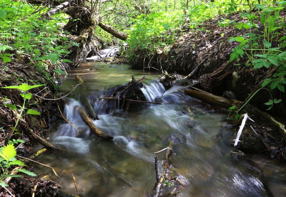 Лесной ручеёк
