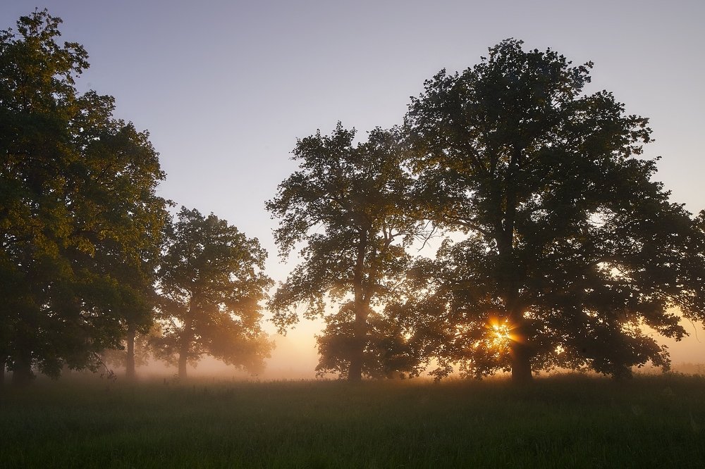 Утро в роще