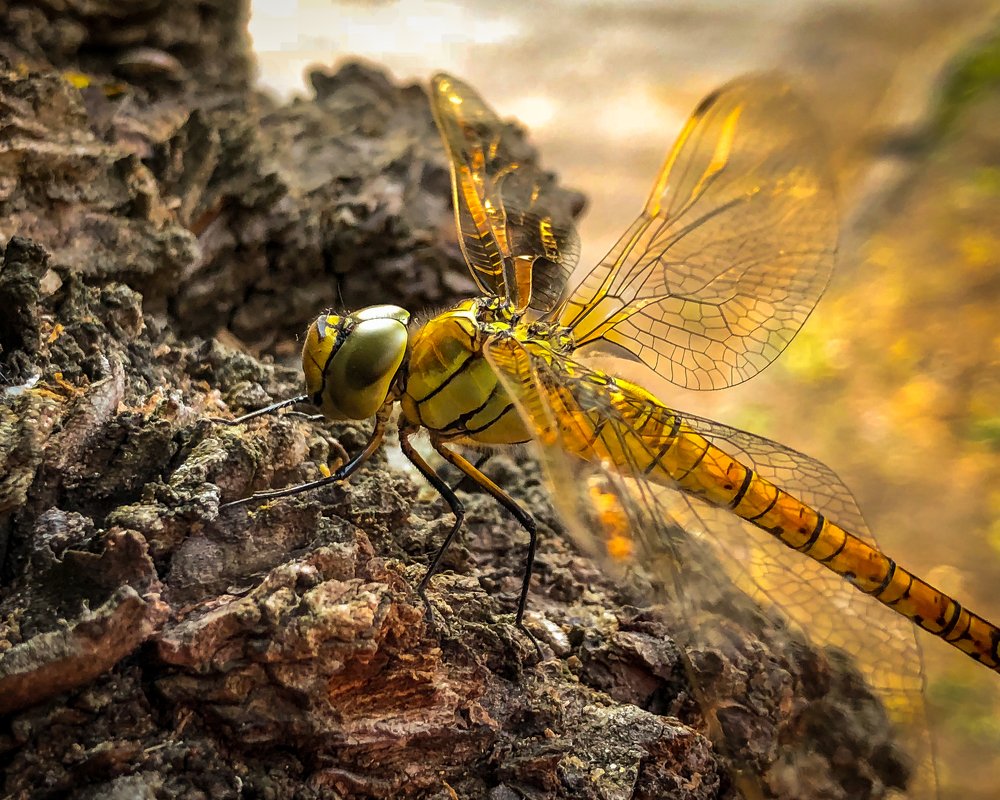 Photograph by Игорь Потапов