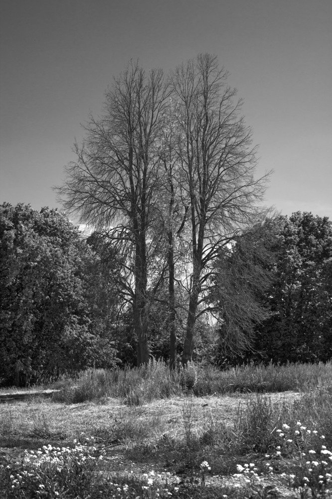 Асимметрия