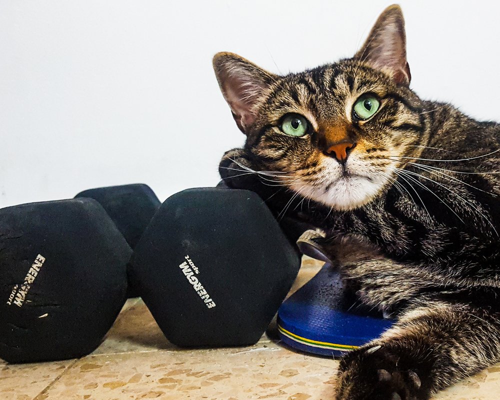 Великий мечтатель