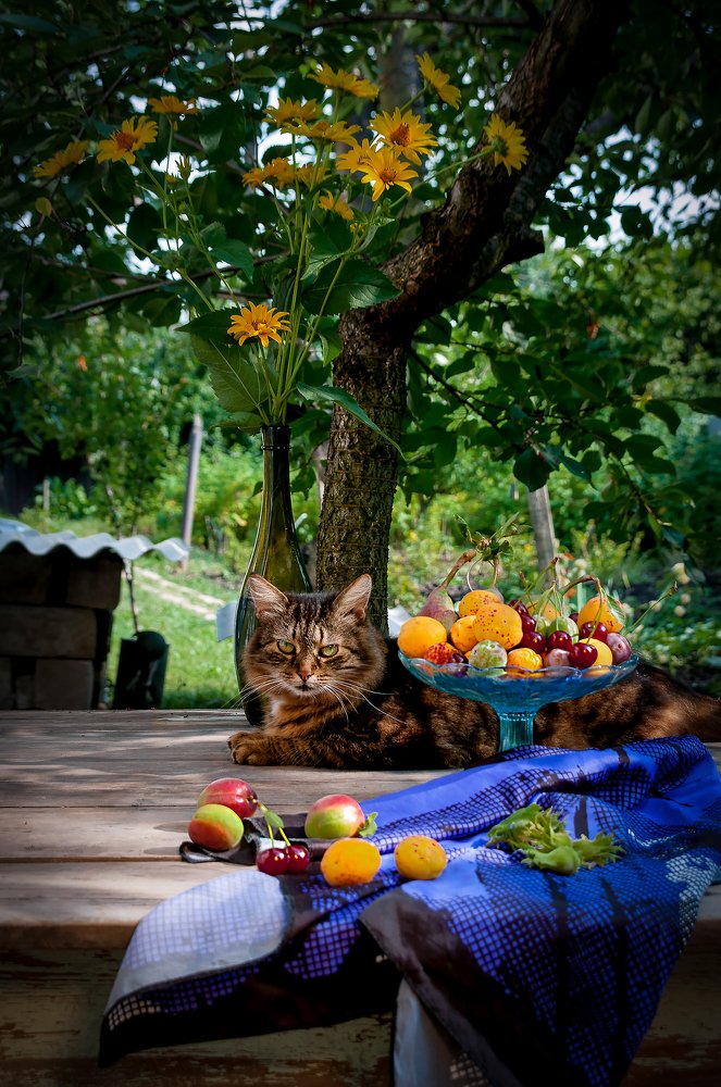 Летняя кошка