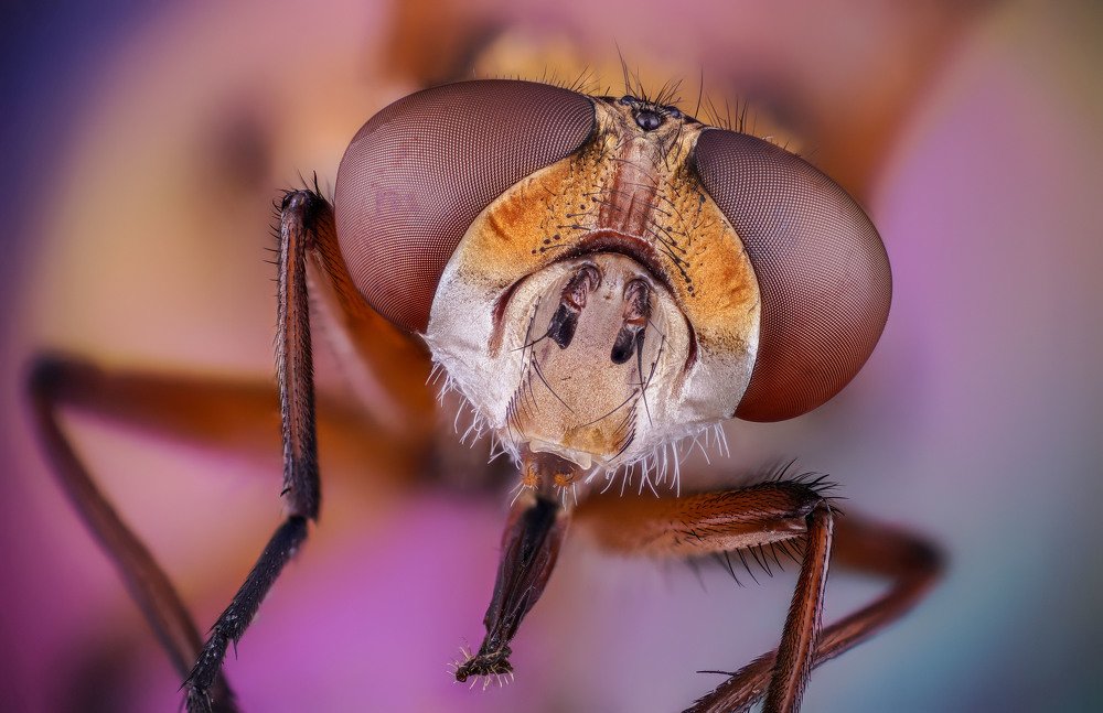 макро портрет