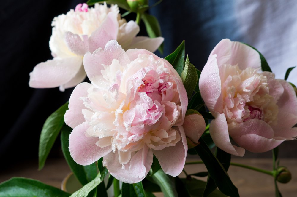 розовые пионы