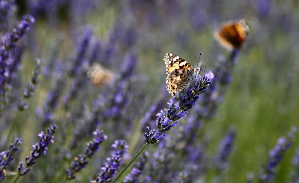 lavanda II