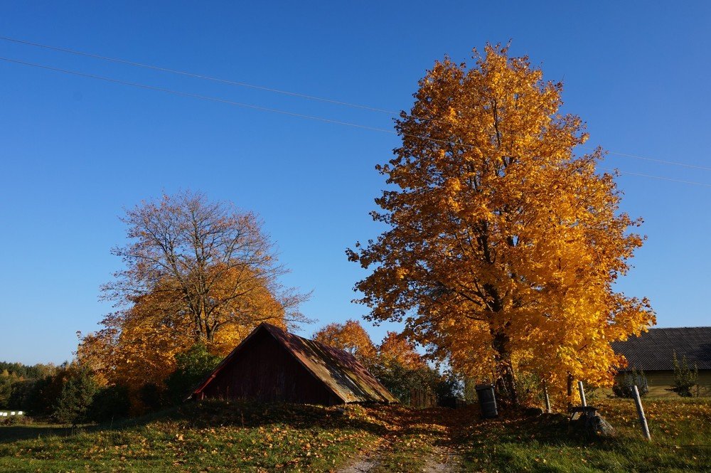 autumn in countryside