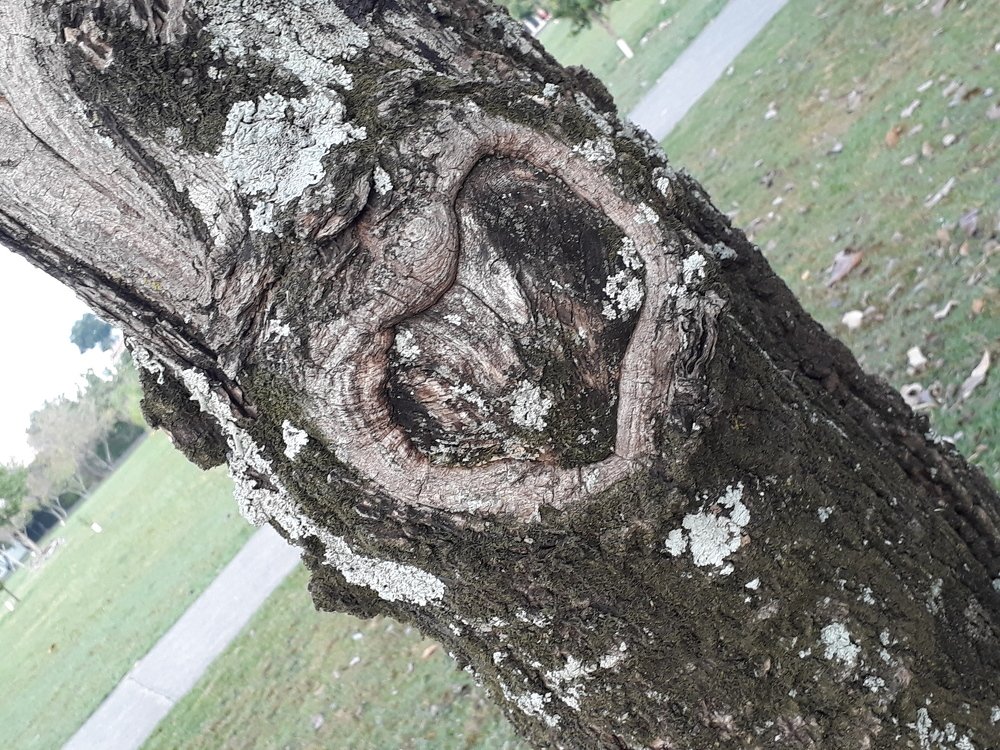 Heart of the tree